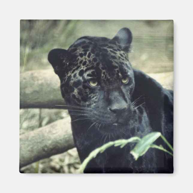 Aimant Jaguar (Devant)