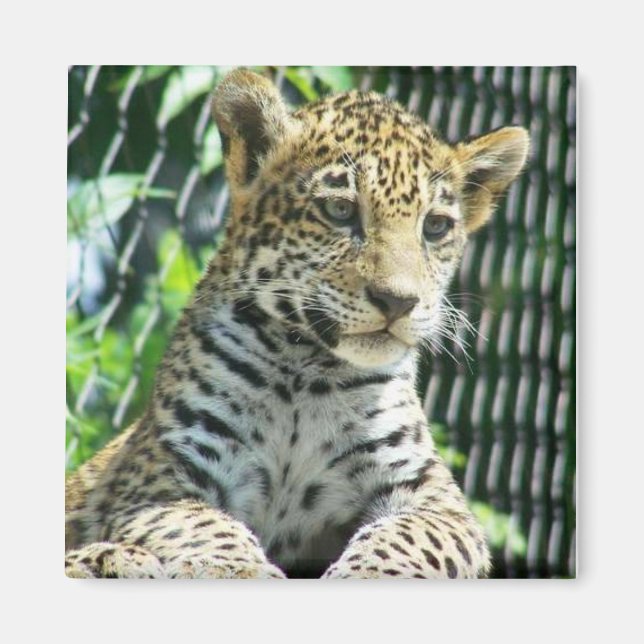 Aimant Jaguar Cub (Devant)