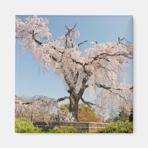 Aimant Japon, Kyoto. Cerisier plumant sous ciel bleu
