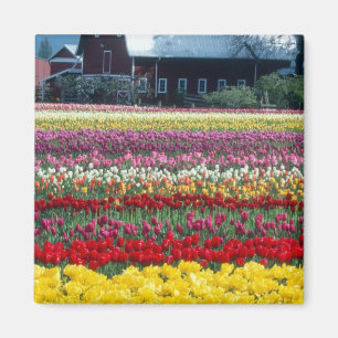 Aimant Jardin d'affichage des tulipes, comté de Skagit,