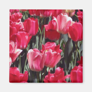 Aimant Jardin de Tulip