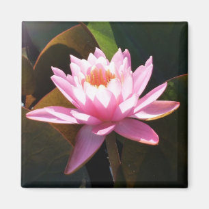 Aimant Jardin d'eau rose rose Nénuphar éclairé