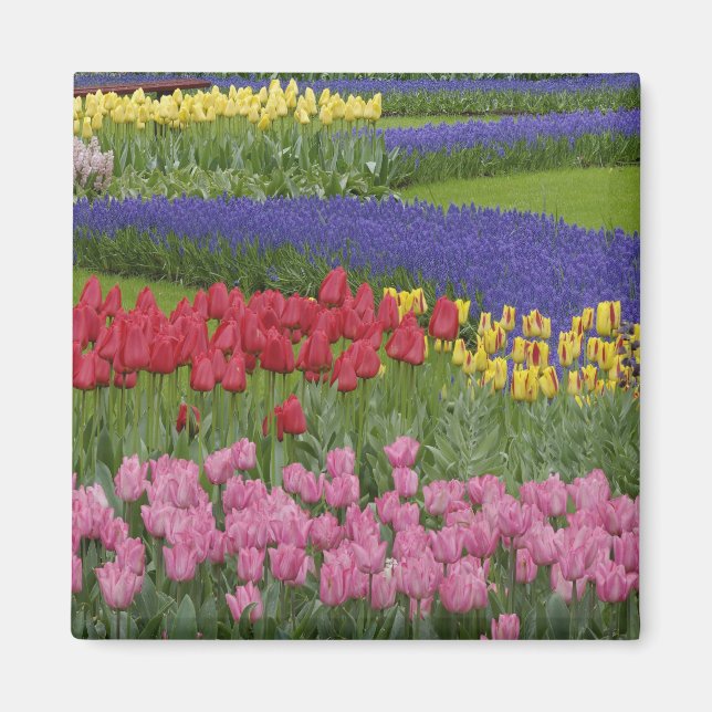 Aimant Jardin des tulipes, Grape Hyacinth et (Devant)