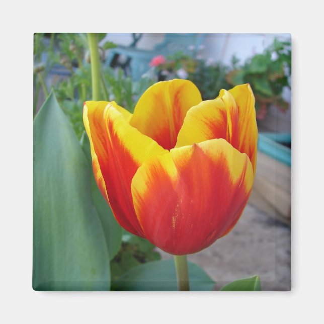 Aimant Jardin floral de tulipes rouges et jaunes Photo (Devant)