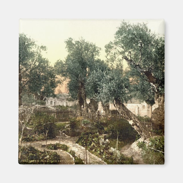 Aimant Jardin vintage de Gethsémani Jérusalem Israël 1890 (Devant)