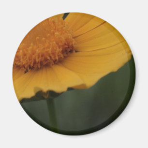 aimant jaune de fleur