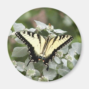 Aimant jaune de papillon de machaon