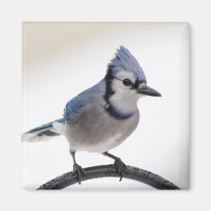 Aimant Jay bleu en hiver