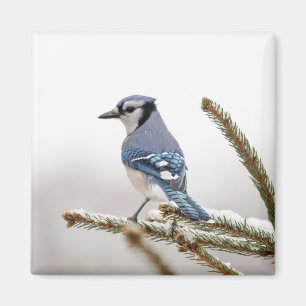 Aimant Jay bleu en hiver