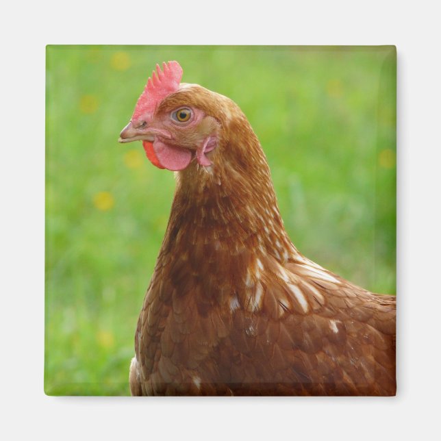 Aimant Jay Hen Rhode Island Poulet rouge (Devant)