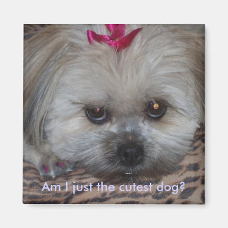 Aimant Je suis le chien le plus mignon ?