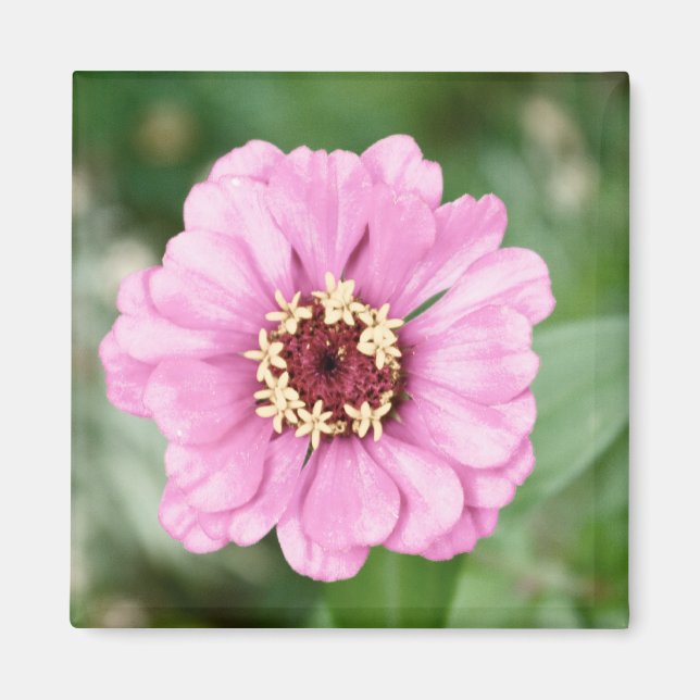 Aimant Jean Beauty (Devant)