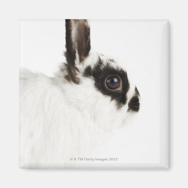 Aimant Jersey Wooly Rabbit (Devant)