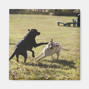 Aimant Jeu de chiens