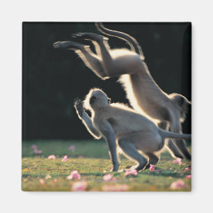 Aimant Jeu de singes