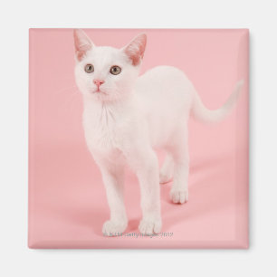 Aimant Jeune chat blanc 2