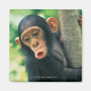 Aimant Jeune chimpanzé (troglodytes de casserole)