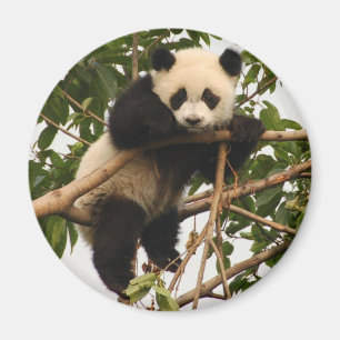Aimant jeune panda géant
