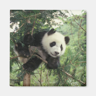 Aimant Jeune panda géant grimpe à un arbre, vallée de Wol