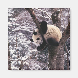 Aimant Jeune panda jouant sur un arbre recouvert de neige