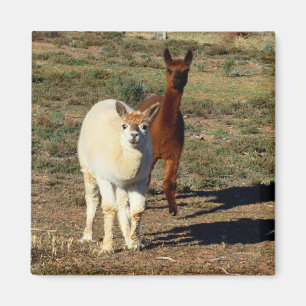 Aimant Jeunes Alpacas Brown Et Blancs,
