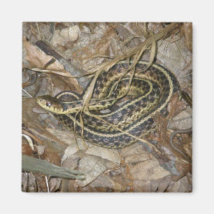 Aimant Jeunes articles coordonnés orientaux de serpent d