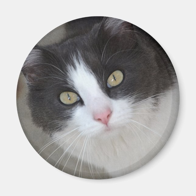 Aimant Joli chat gris et blanc (Devant)