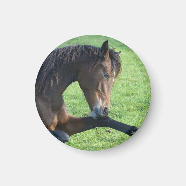 Aimant Joli Cheval Brown allongé dans l'herbe (Devant)