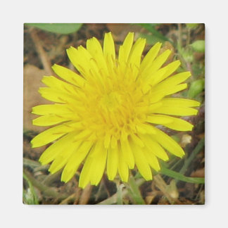 Aimant Joli Dandelion
