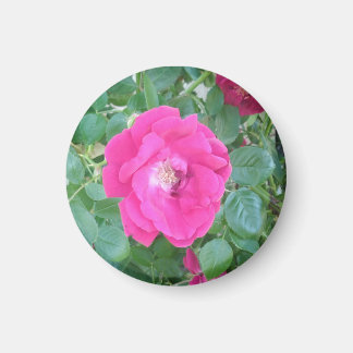 Aimant Joli En Fleur Rose