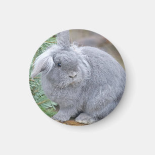 Aimant Joli lapin gris