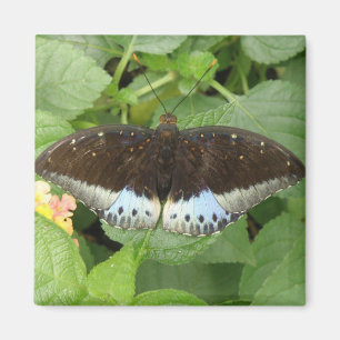 Aimant Joli papillon tropical