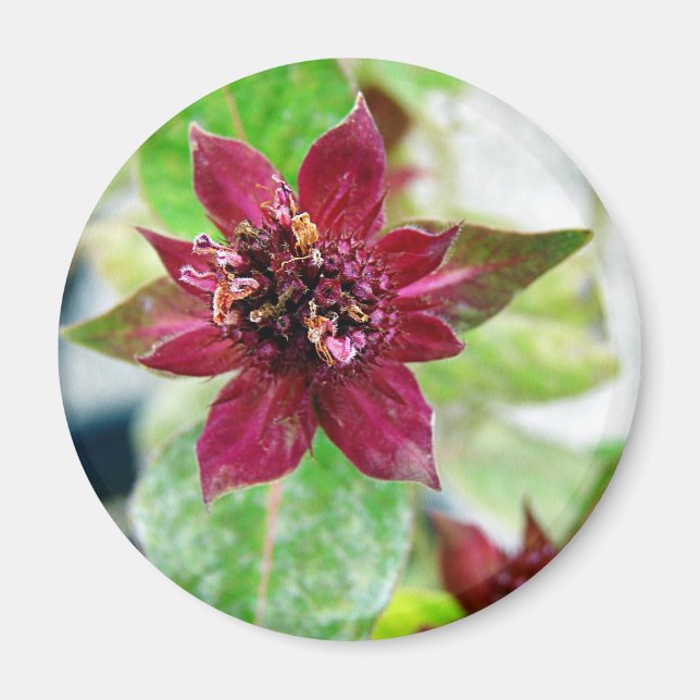 Aimant Joli Plante (Devant)