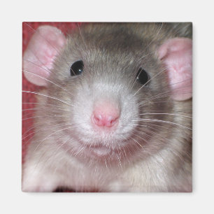 Aimant Joli Rat Dumbo