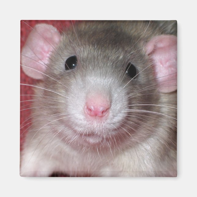 Aimant Joli Rat Dumbo (Devant)