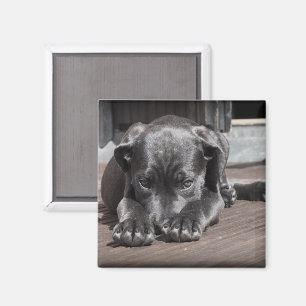 Aimant Joli Shop Great Dane Puppy