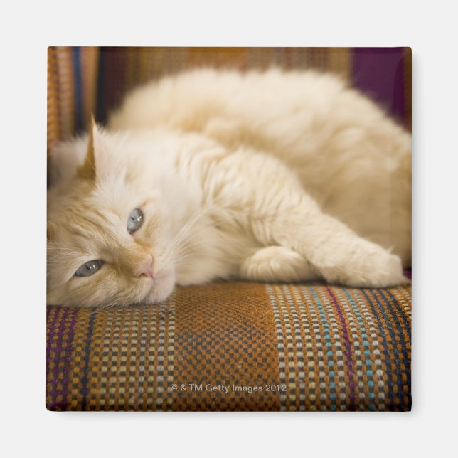 Aimant Joli tabi chat jaune allongé sur un canapé. (Devant)