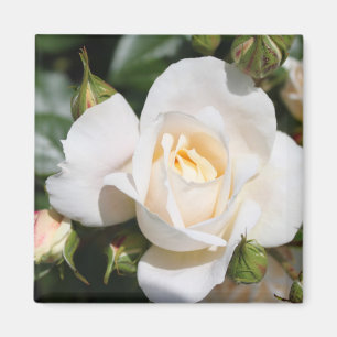 Aimant jolie rose blanche pure. art photo floral.