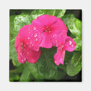 Aimant Jolies fleurs roses de printemps en macrophotograp