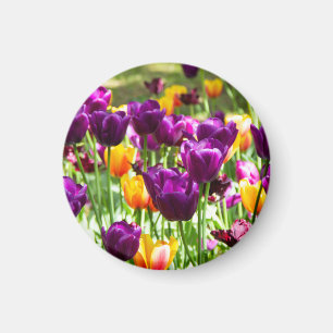 Aimant Jolis tulipes violettes et jaunes 