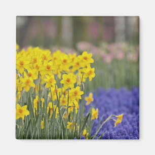 Aimant Jonquilles et Muscaris, Keukenhof