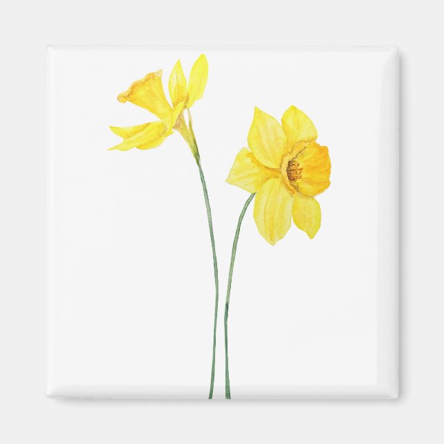 Aimant jonquilles jaunes aquarelle peinture (Devant)