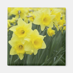 Aimant Jonquilles RF)
