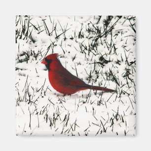 Aimant Joyeux Noël Cardinal