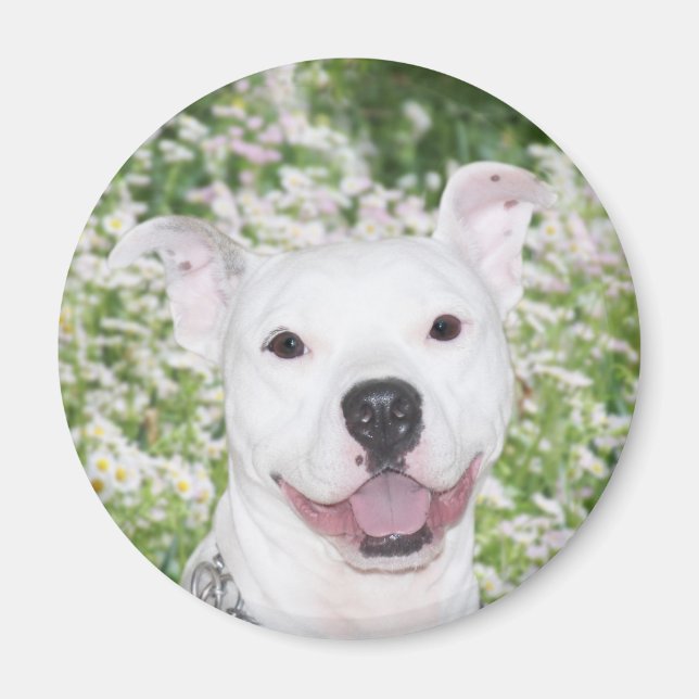 Aimant Joyeux pitbull blanc (Devant)