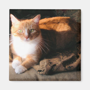 Aimant JT le chat
