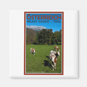 Aimant Kaiser plus sauvage - vaches