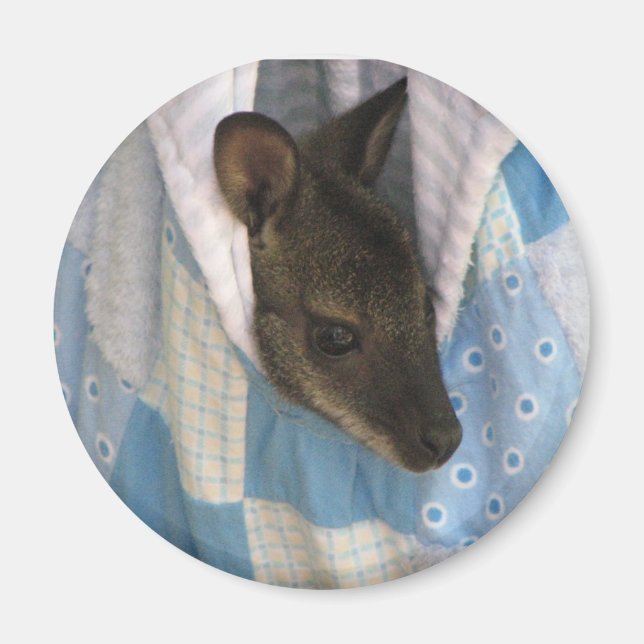 Aimant Kangaroo (Devant)