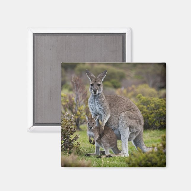 Aimant Kangaroo et Joey (Recto/Verso)