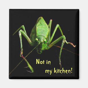 Aimant Katydid dans la cuisine